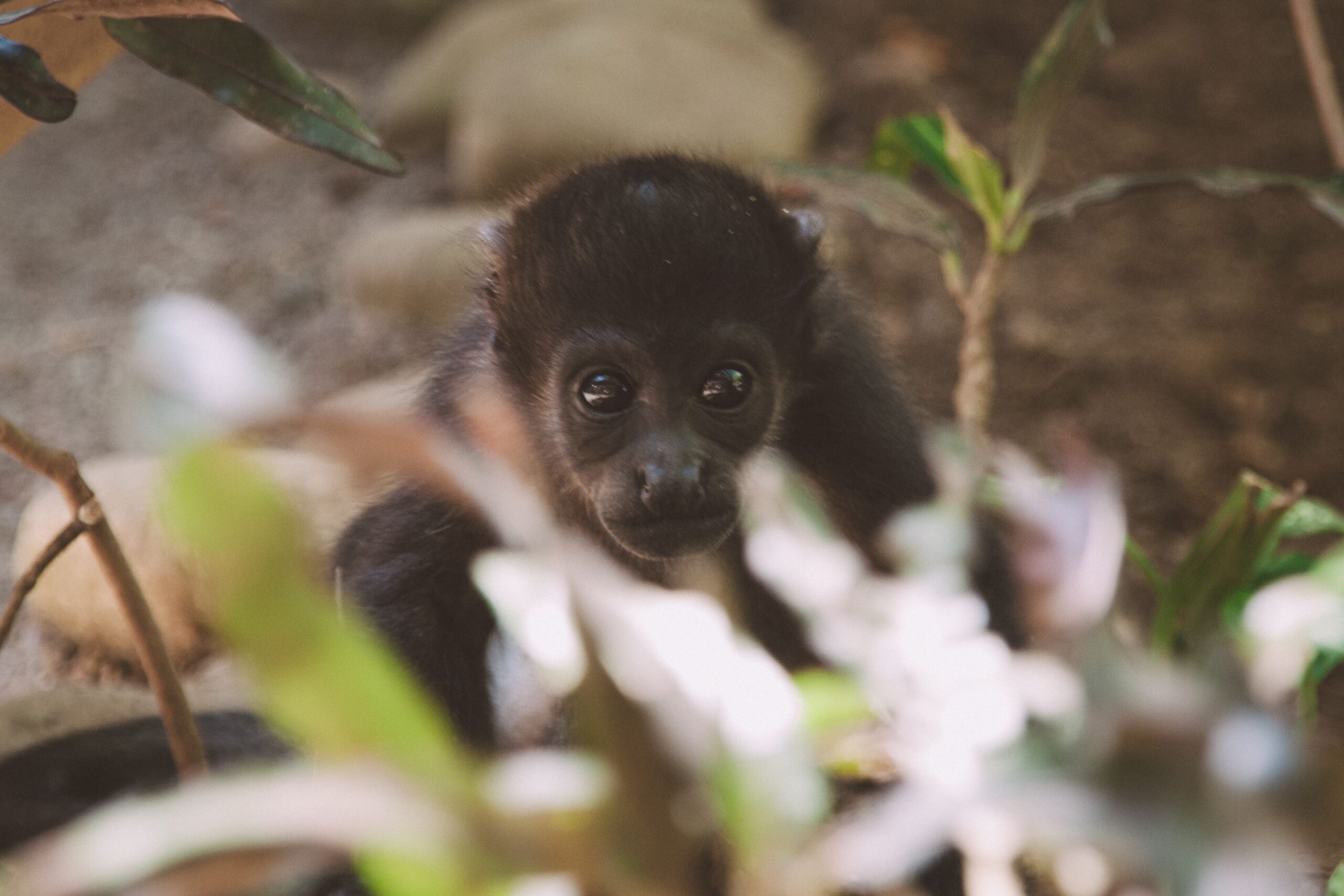 Ein Brüllaffenbaby im Jaguar Rescue Center in Costa Rica