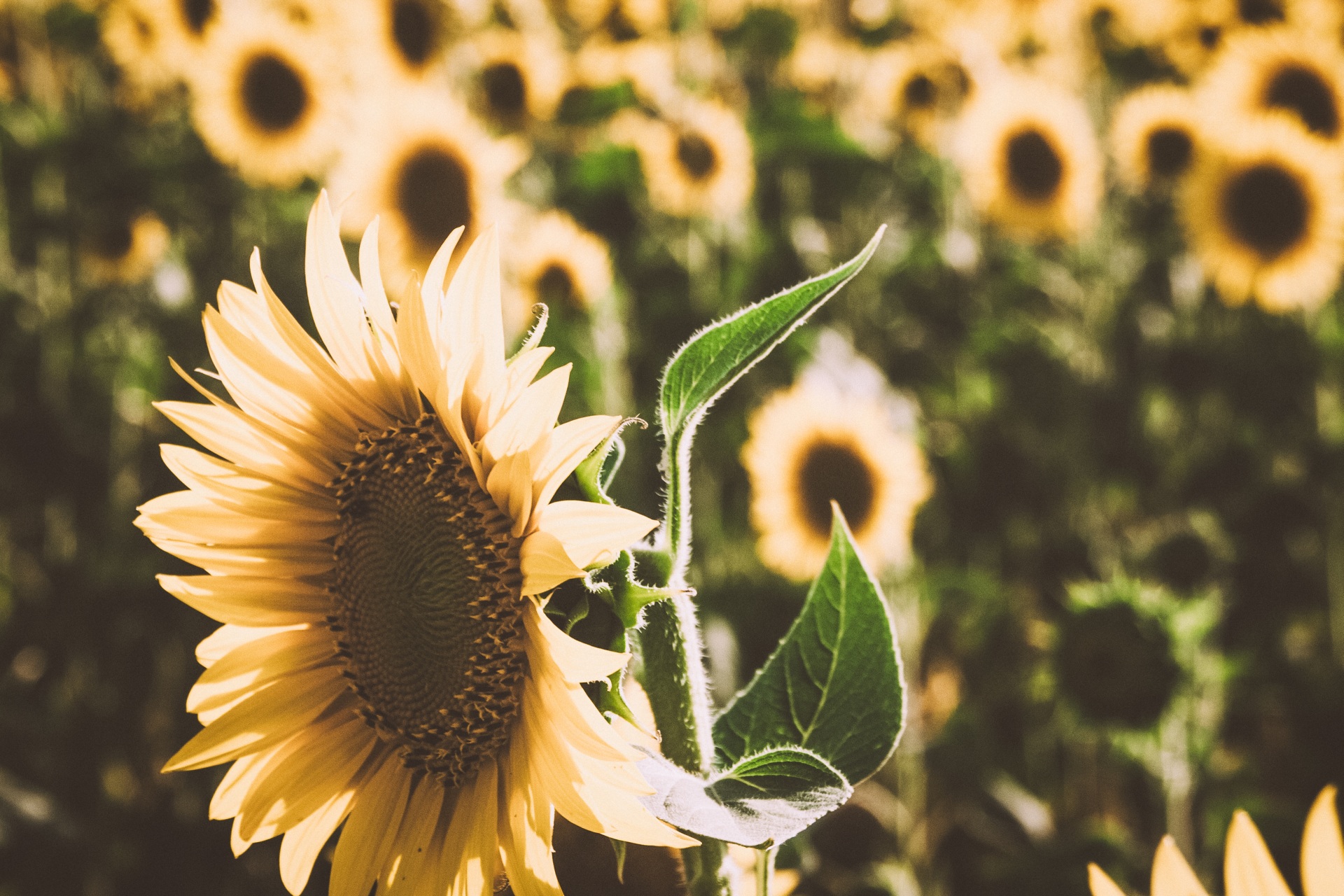 Sonnenblumen in der Toskana